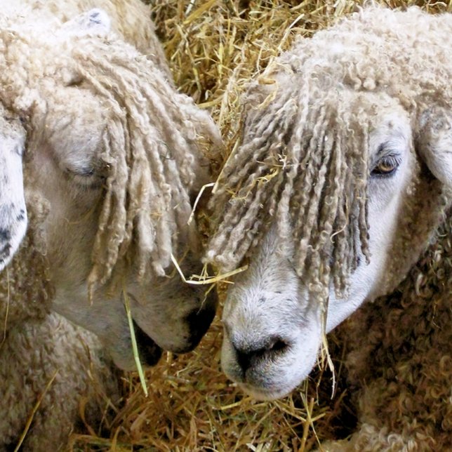 BLAD UNDERLÄGG SANDSTEN (Skapare uppladdad)