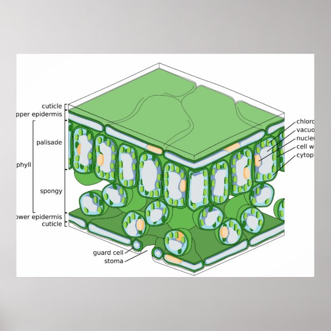 Blad Vävstruktur Växtcell Diagram Affisch (Framsidan)