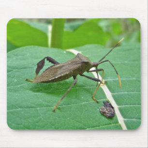 Bladade Kryp-artiklar (Acanthocephala fenorata) Musmatta
