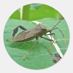 Bladade Kryp-artiklar (Acanthocephala fenorata) Runt Klistermärke