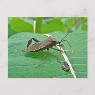 Bladade Kryp-artiklar (Acanthocephala fenorata) Vykort