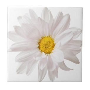 Bladblommor Daisy Blommor, Blommigt för vit Daisy Kakelplatta