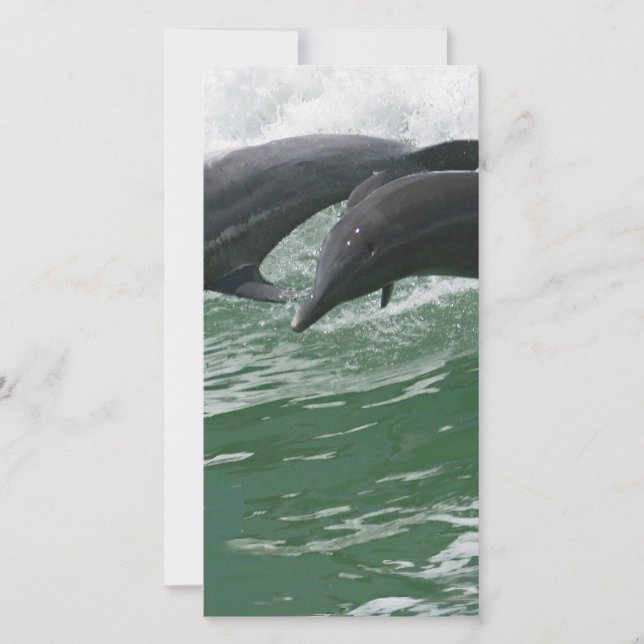 Bladdelfiner (Framsida)