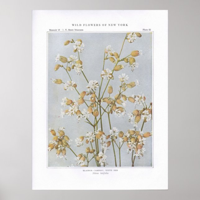 Bladder Campion; White Ben - Silene latifolia Poster (Framsidan)