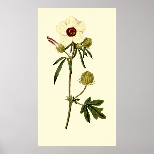 Bladder Hibiscus, Venedig Mallow Poster (Framsidan)