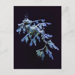 Bläddra Sea Dragon-vykort Vykort