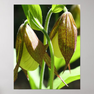 Bladfläkt av vit orchid Dam Poster