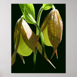 Bladfläkt av vit orchid Dam Poster