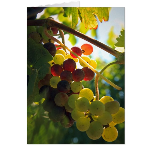 Bladgrafik OBS Kort (Framsidan)