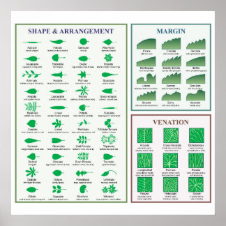 Bladmorfologidiagram Kantform Ådring Poster