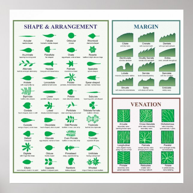 Bladmorfologidiagram Kantform Ådring Poster (Framsidan)