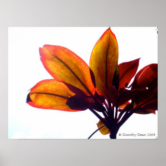 Bladplanta Poster