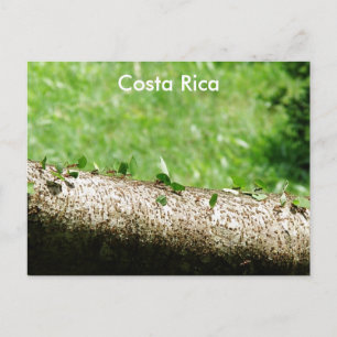 Bladskärarmyror i Costa Rica Vykort