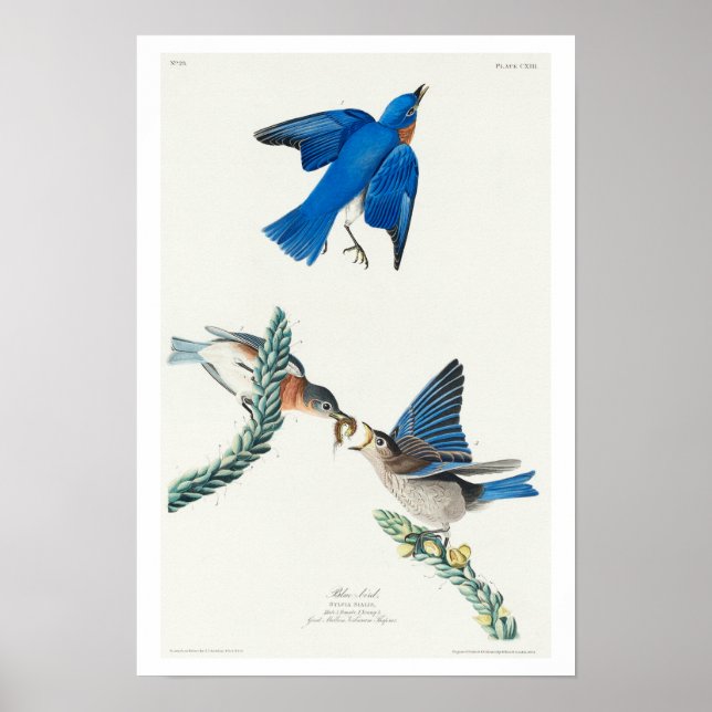 Blåfågel av Audubon Poster (Framsidan)