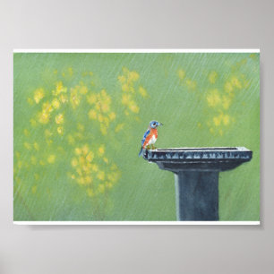 Blåfågel i Rain Poster