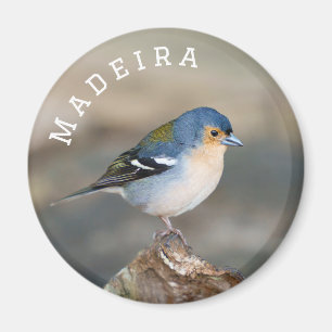 Blåfågel Madeira bofink (Fringilla maderensis) Magnet
