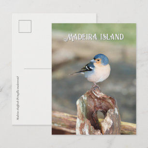 Blåfågel Madeira bofink (Fringilla maderensis) Vykort