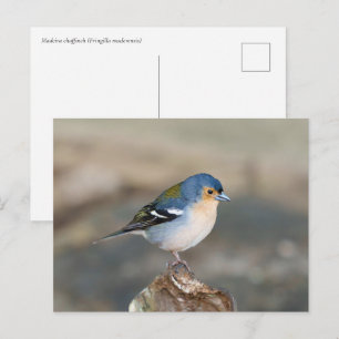 Blåfågel Madeira bofink (Fringilla maderensis) Vykort