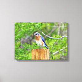 Blåfågel på ett stängsel canvastryck