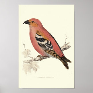 Blåfågel Poster
