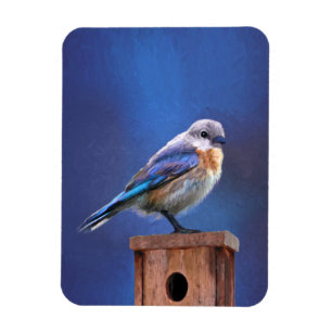 Blåfågelfärg (hondjur) - Originalbild av fåglar Magnet