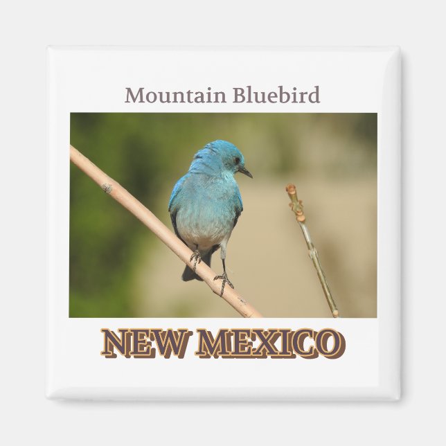 Blåfågelfoto i new mexico magnet (Framsidan)