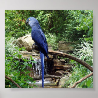 Blåfågeln i Paradise Poster