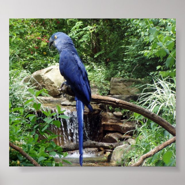 Blåfågeln i Paradise Poster (Framsidan)