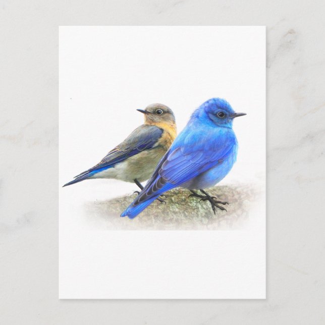 Blåfågelpar, bluebirds av hankön och hondjur vykort (Framsida)