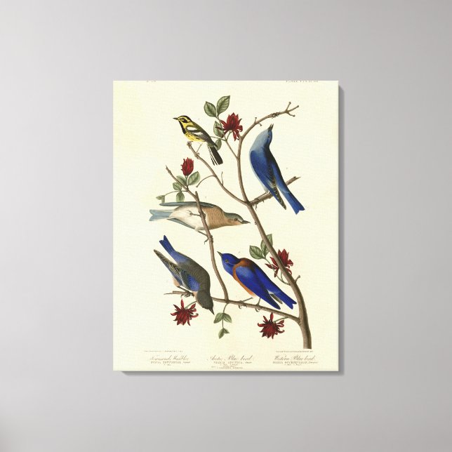 Blåfåglar och Warbler, Audubon's Birds of America Canvastryck (Framsida)