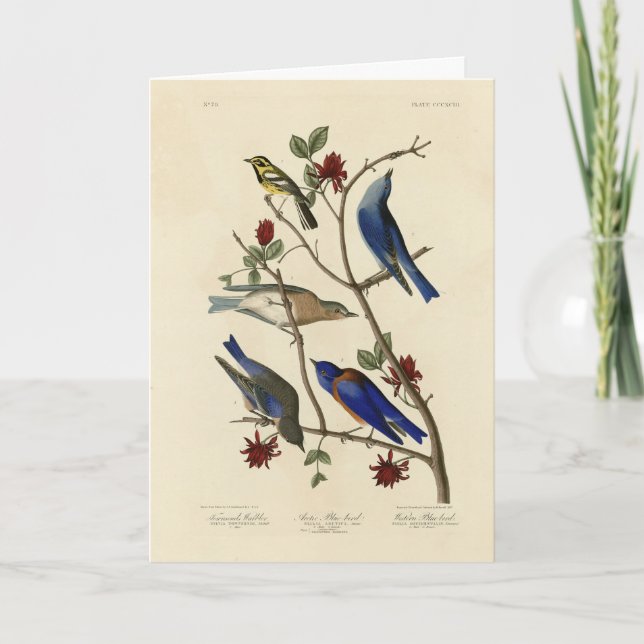 Blåfåglar och Warbler, Audubon's Birds of America Kort (Framsida)