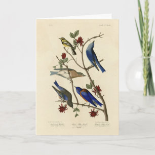Blåfåglar och Warbler, Audubon's Birds of America Kort