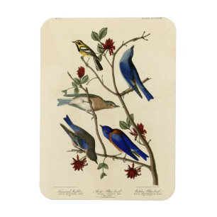Blåfåglar och Warbler, Audubon's Birds of America Magnet
