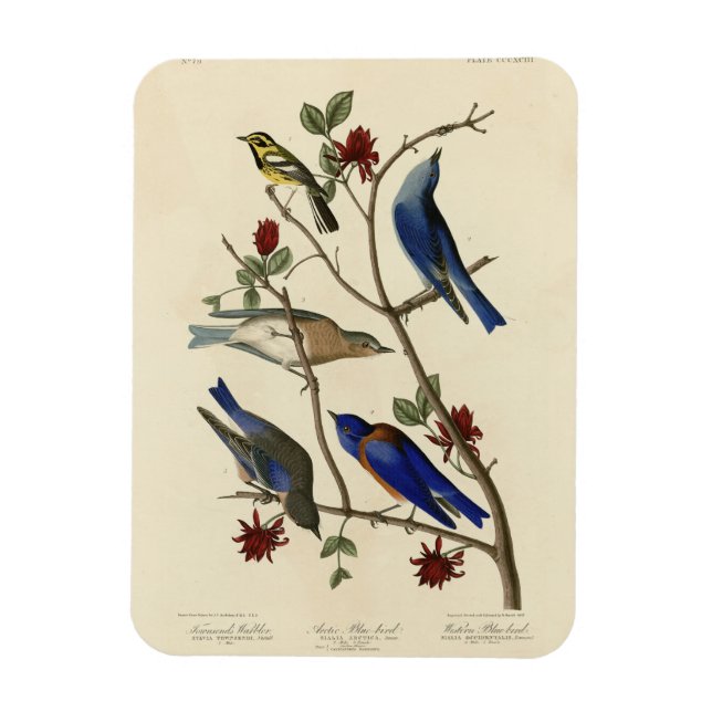 Blåfåglar och Warbler, Audubon's Birds of America Magnet (Vertikal)