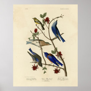 Blåfåglar och Warbler, Audubon's Birds of America Poster
