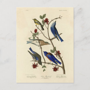 Blåfåglar och Warbler, Audubon's Birds of America Vykort
