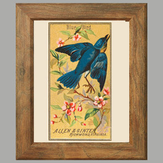 Blåfåglar, uppsättning 8 (2 av 8) fågelgallerivägg poster