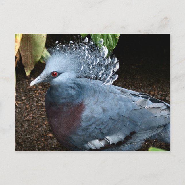 Blåfåglar Vykort (Framsida)