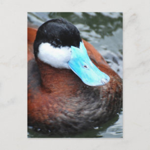 Blåfakturerade Anka-vykort Vykort