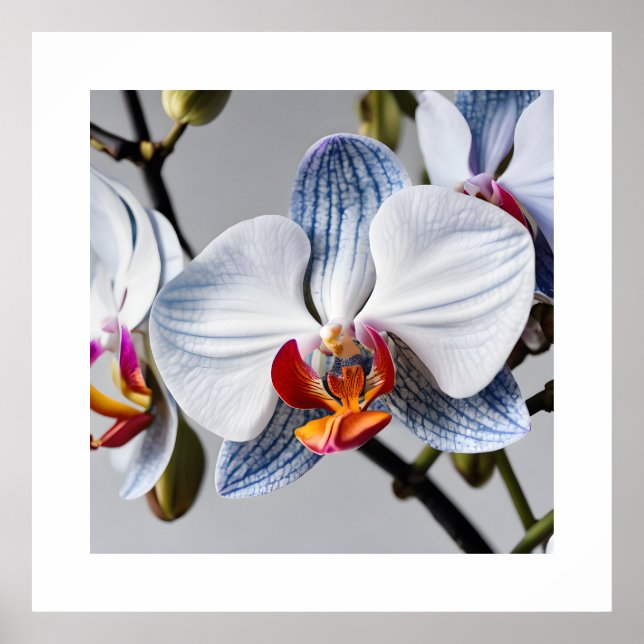Blåfalaenopsis Orchids Art Printing Poster (Framsidan)