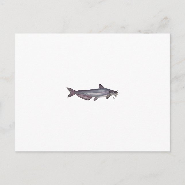 Blåfångad fisk (namnlös) vykort (Framsida)