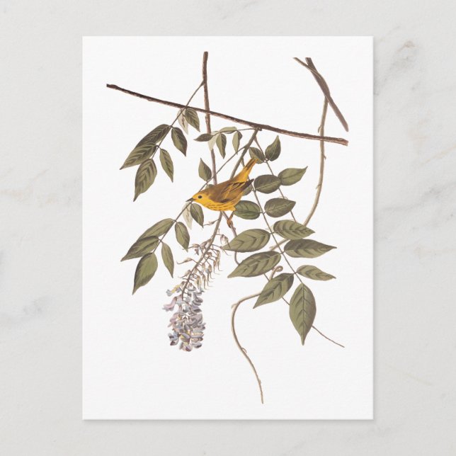 Blåfärgad Gult Warbler Audubon Bird på Wisteria Vykort (Framsida)