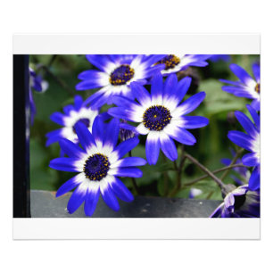 Blåfärgade Daisy Fototryck