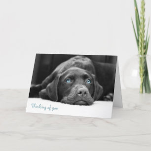 Blåfärgade labrador, svarta och vita fotokort kort