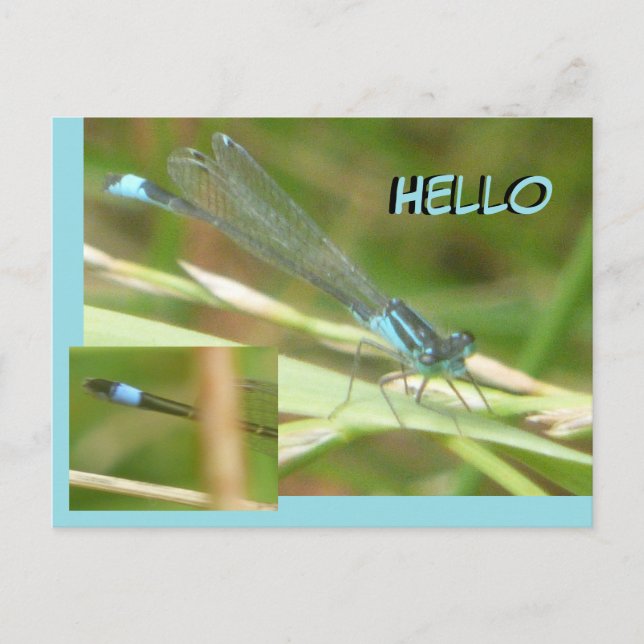 Blåfärgat vykort för HEJ av Damselfly (Framsida)