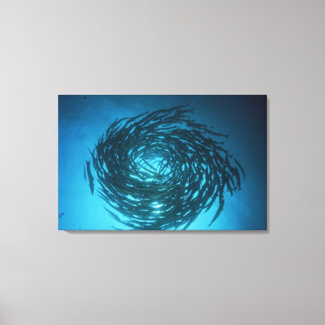 Blåfenad barracuda som simmar i cirklar canvastryck (Framsida)