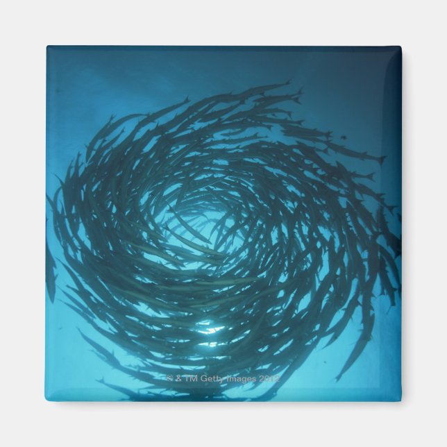 Blåfenad barracuda som simmar i cirklar magnet (Framsidan)