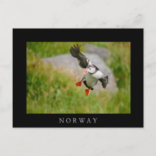 Blåfenad fågel, svart gräns vykort