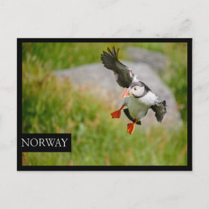 Blåfenad fågel, svart kant vykort