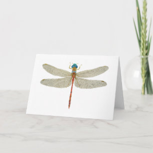 Blåfenad meadowhawk Dragonfly Kort